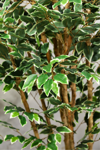 180cm Potted Artificial Ficus Tree