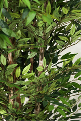 180cm Potted Artificial Smilax Tree