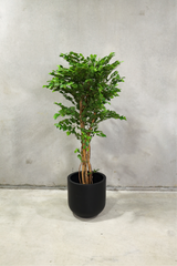 150cm Potted Artificial Birch Tree