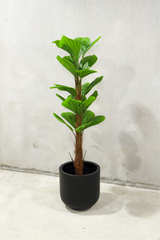 165cm Potted Artificial Palm Tree