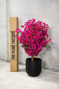 150cm Potted Artificial Bougainvillea