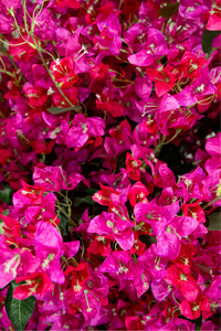 150cm Potted Artificial Bougainvillea