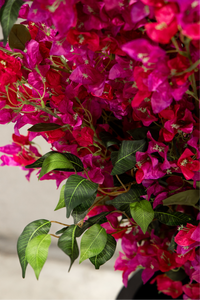 150cm Potted Artificial Bougainvillea