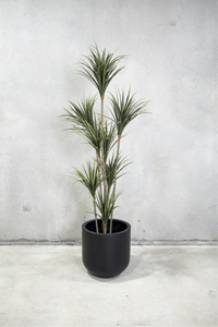 160cm Potted Artificial Dracaena