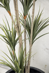 160cm Potted Artificial Dracaena