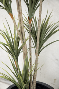 160cm Potted Artificial Dracaena