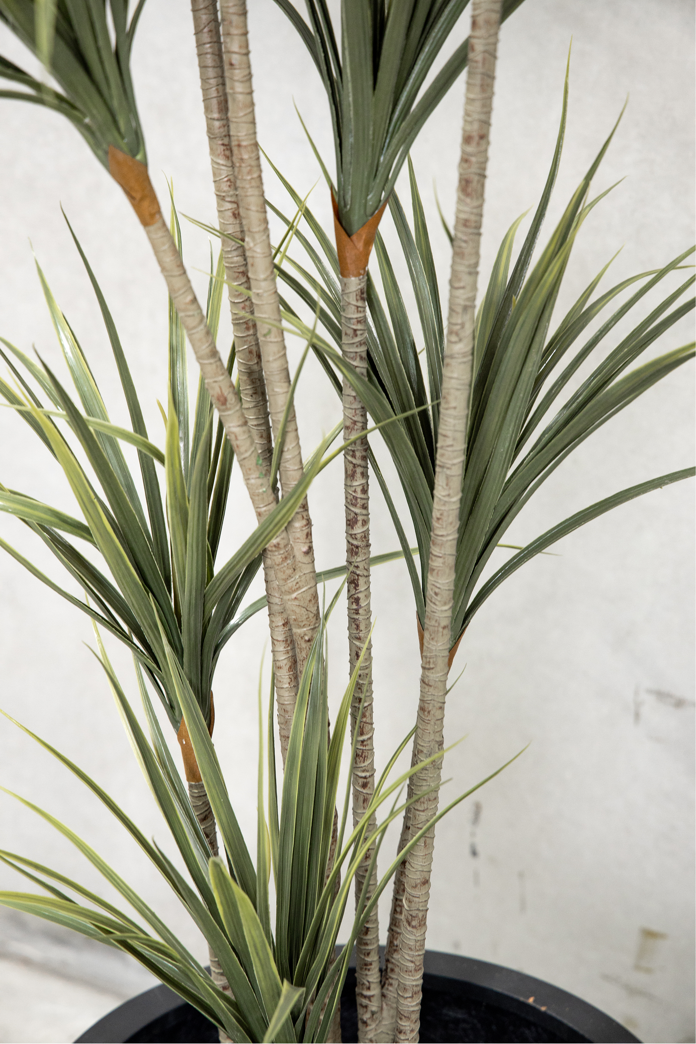160cm Potted Artificial Dracaena