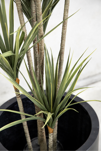 160cm Potted Artificial Dracaena