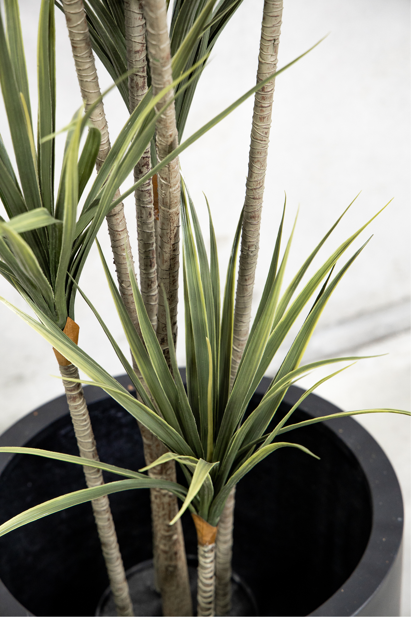160cm Potted Artificial Dracaena