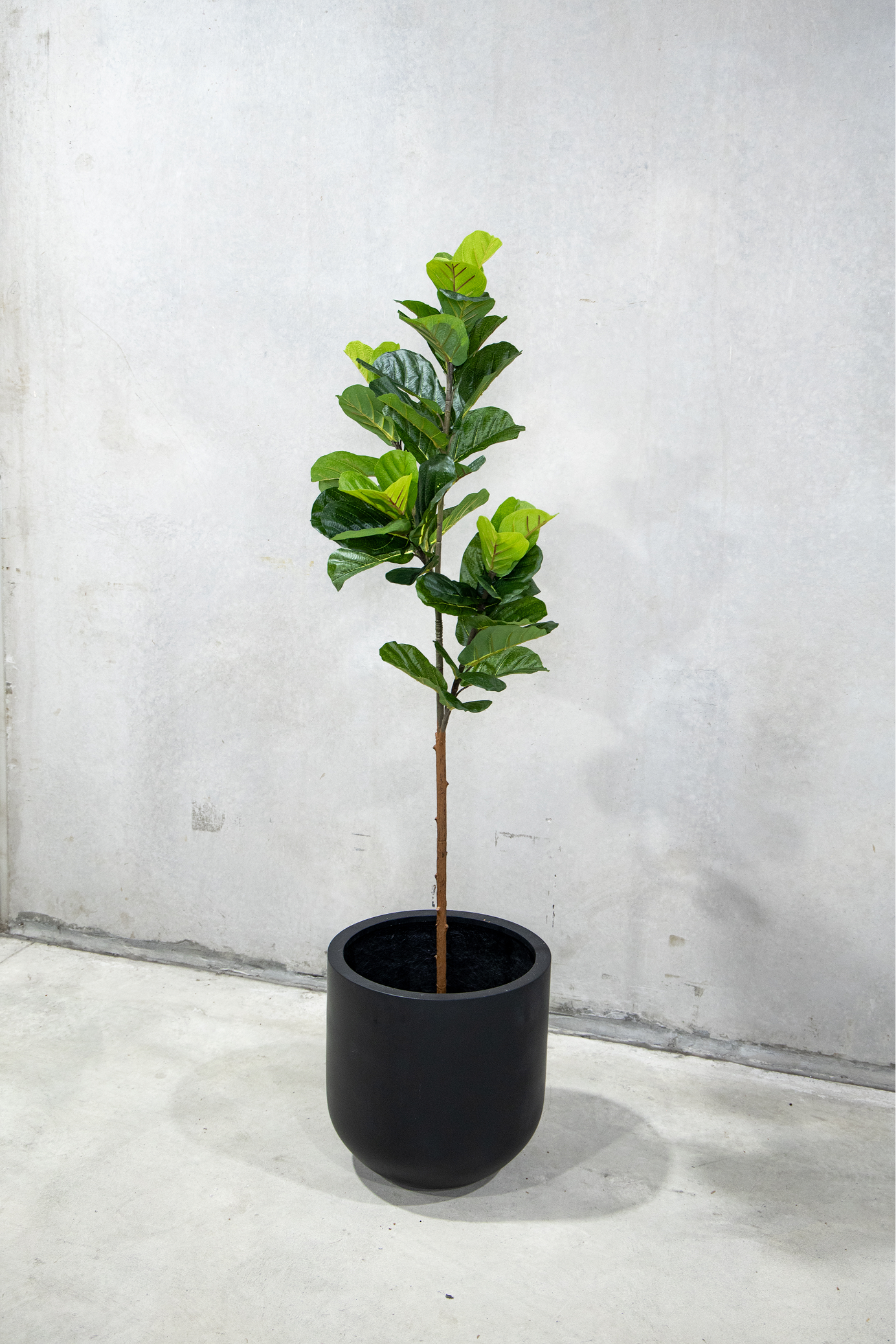 180cm Potted Artificial Fiddle Leaf