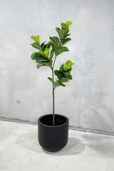 180cm Potted Artificial Fiddle Leaf
