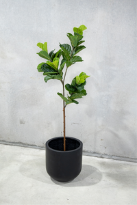 180cm Potted Artificial Fiddle Leaf