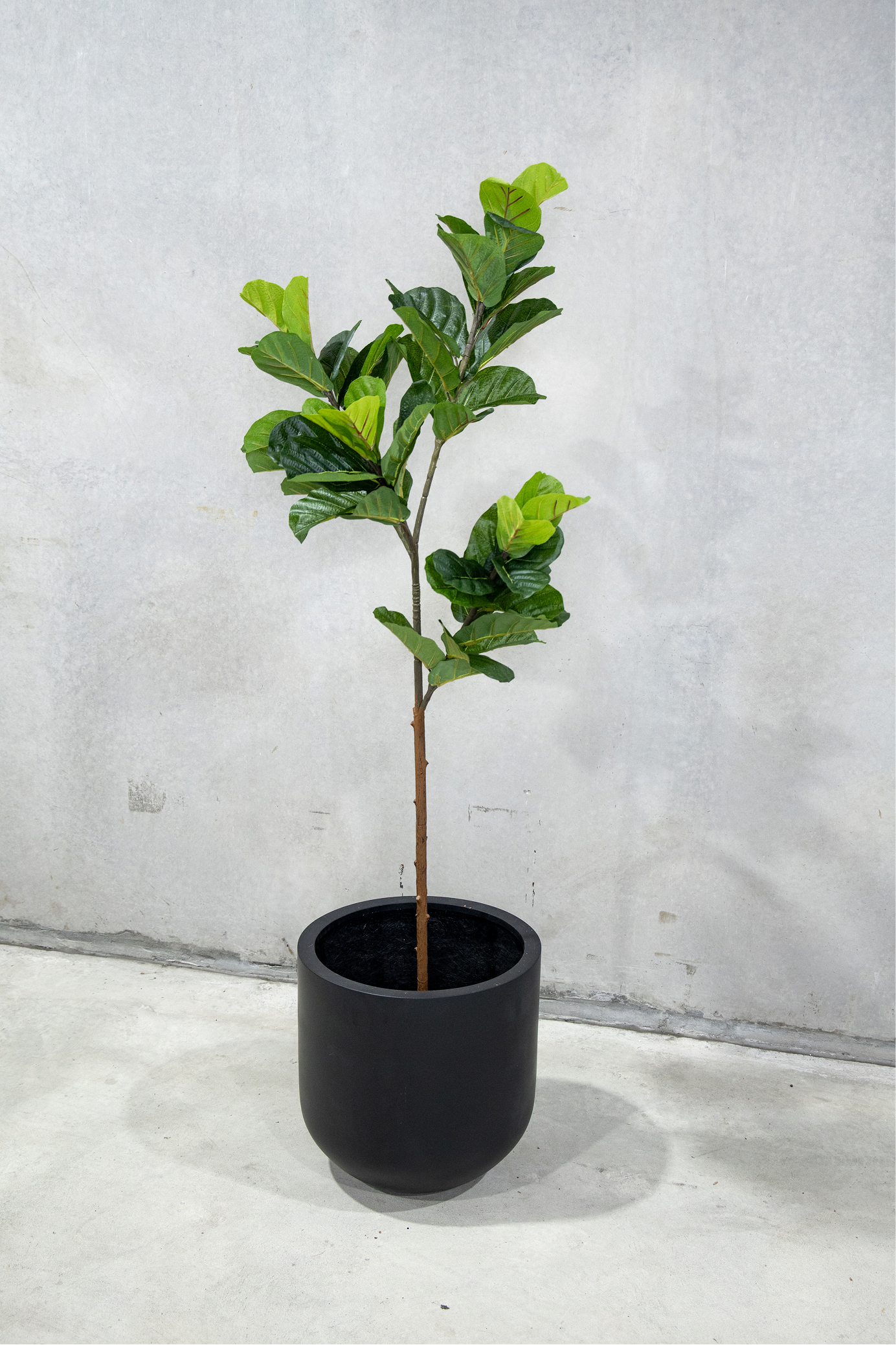 180cm Potted Artificial Fiddle Leaf
