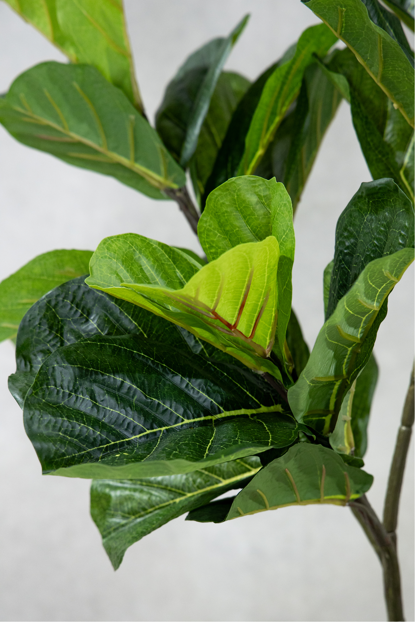 180cm Potted Artificial Fiddle Leaf
