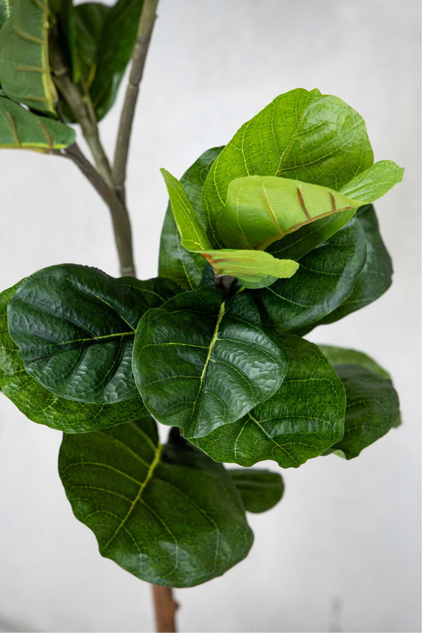 180cm Potted Artificial Fiddle Leaf