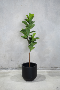150cm Potted Artificial Fiddle Leaf