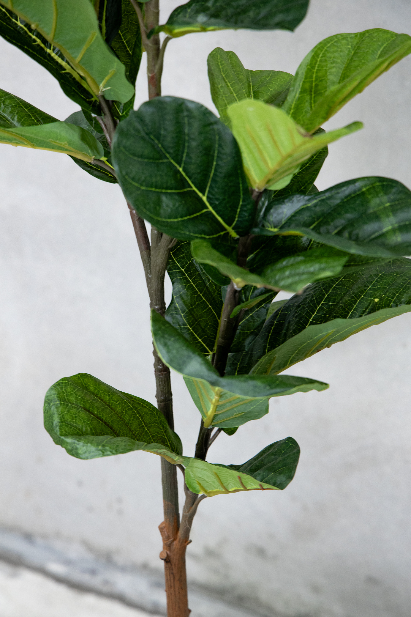 150cm Potted Artificial Fiddle Leaf
