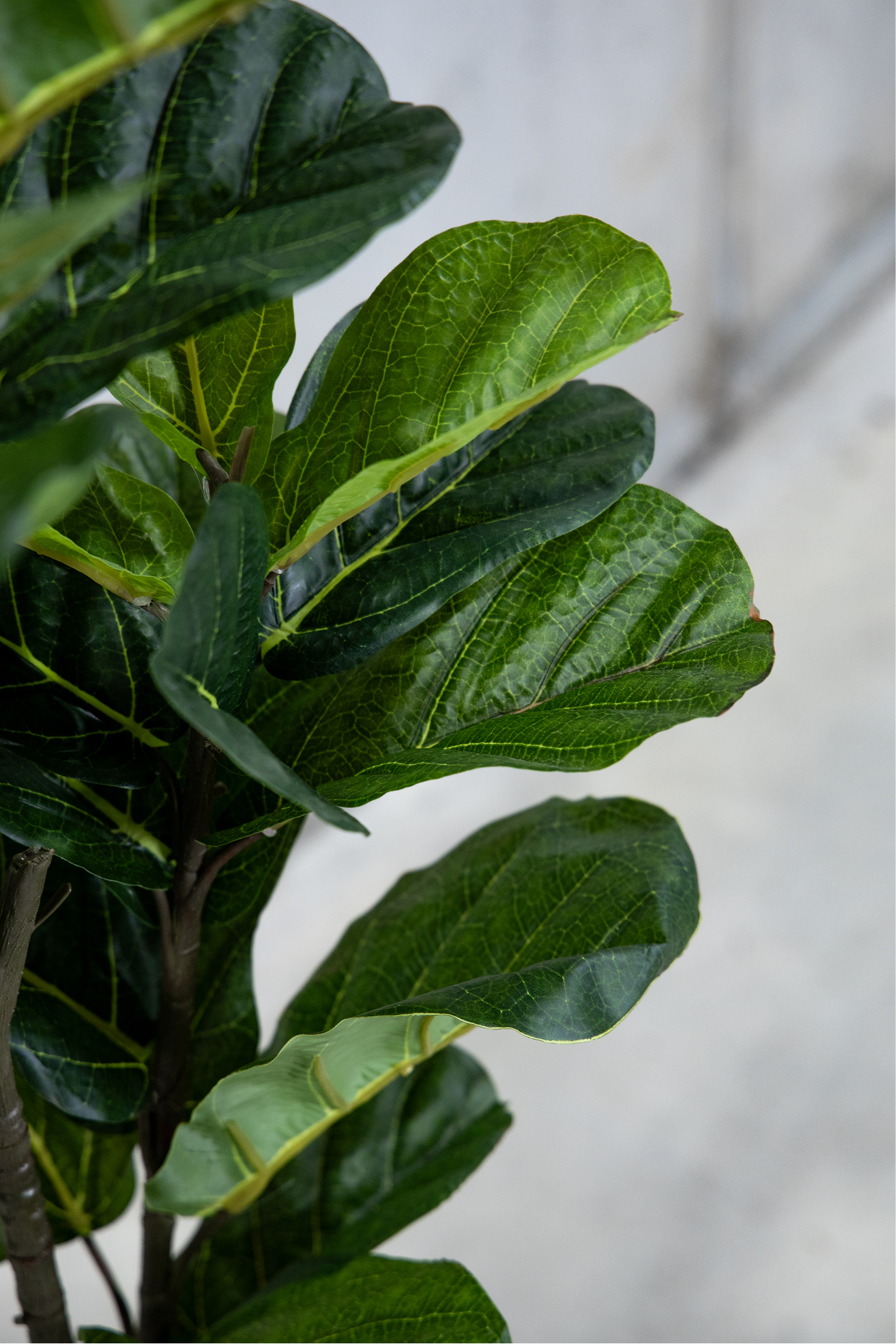 150cm Potted Artificial Fiddle Leaf