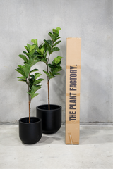 180cm Potted Artificial Fiddle Leaf