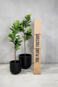 180cm Potted Artificial Fiddle Leaf