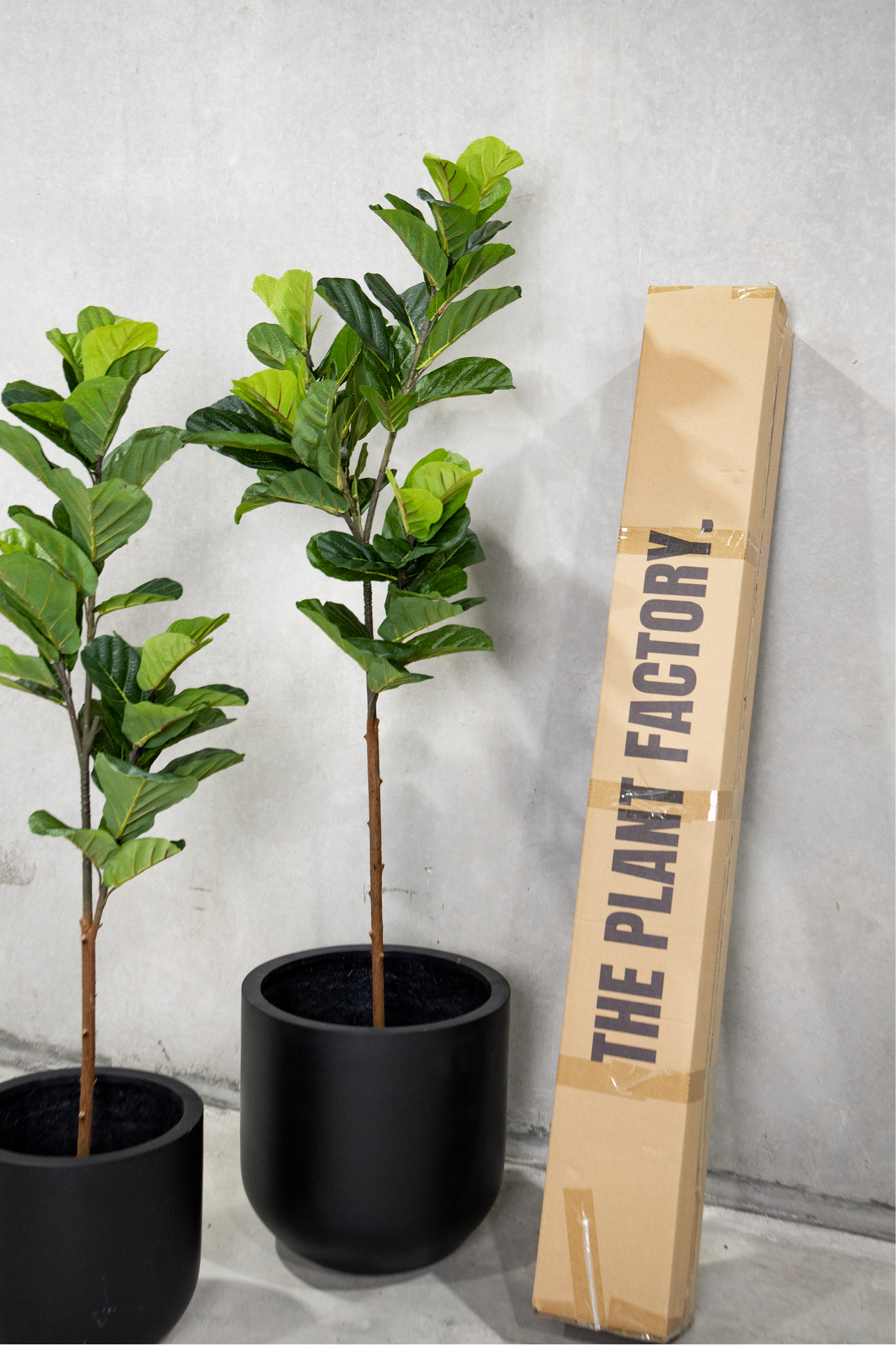 180cm Potted Artificial Fiddle Leaf