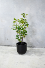 170cm Potted Artificial Japanese Plant