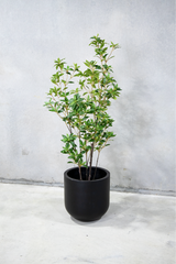 170cm Potted Artificial Japanese Plant