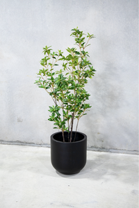 170cm Potted Artificial Japanese Plant