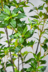 170cm Potted Artificial Japanese Plant