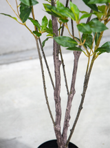 170cm Potted Artificial Japanese Plant