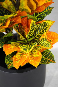 100cm Potted Artificial Croton