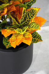 100cm Potted Artificial Croton
