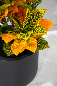100cm Potted Artificial Croton