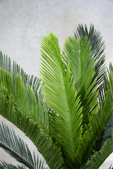 110cm Potted Artificial Cycas Palm