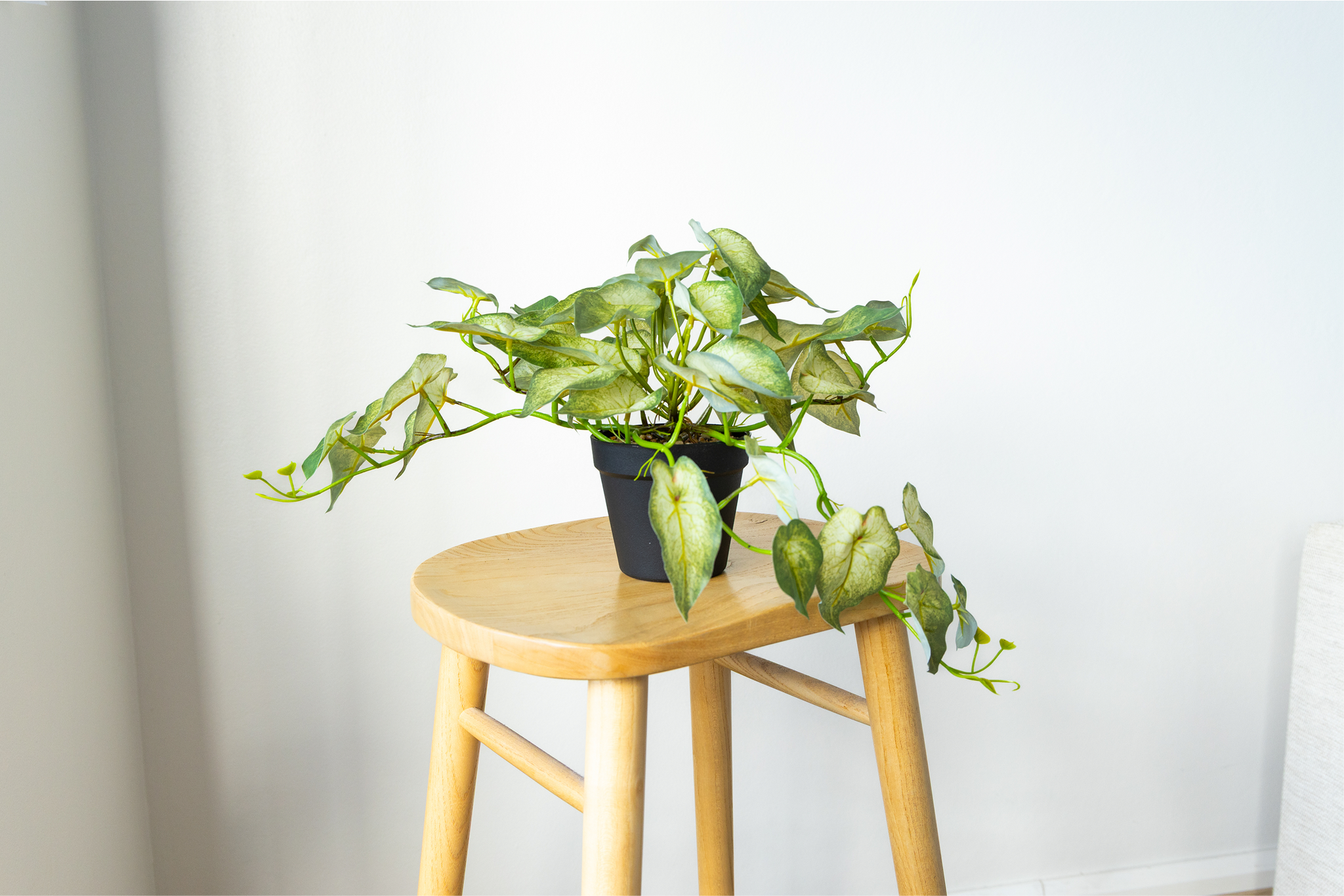 60cm Potted Artificial Pothos