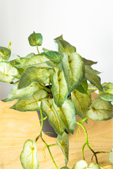 60cm Potted Artificial Pothos