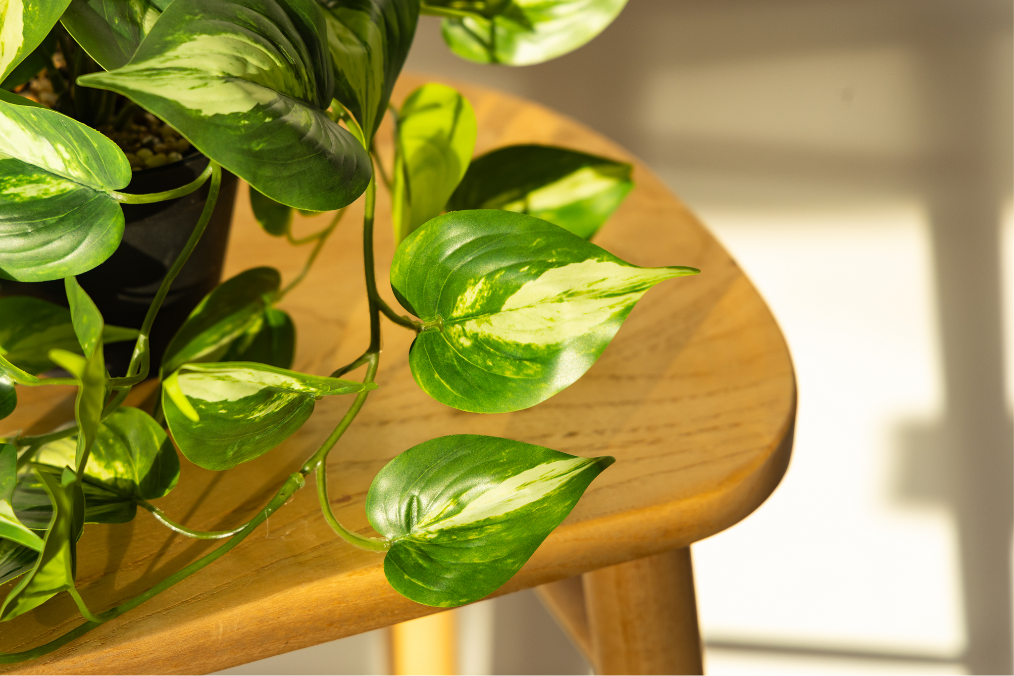 artificial golden pothos plant Shop 45cm Artificial Pothos Plant – Cascading Greenery
