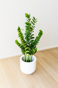 Potted Artificial Zamioculcas
