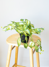 60cm Potted Artificial Pothos