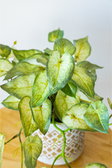 60cm Potted Artificial Pothos