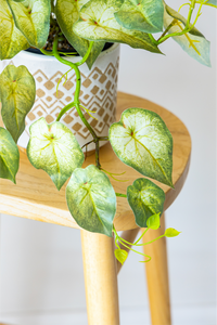 60cm Potted Artificial Pothos