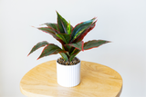 Small Evergreen Plant