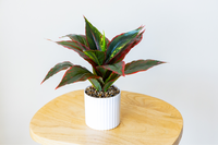 Small Evergreen Plant