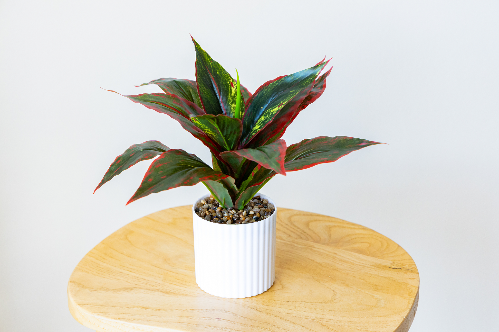 Small Evergreen Plant