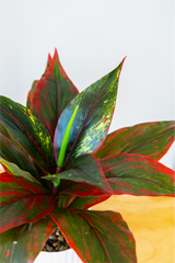Small Evergreen Plant