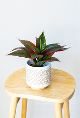 Small Evergreen Plant