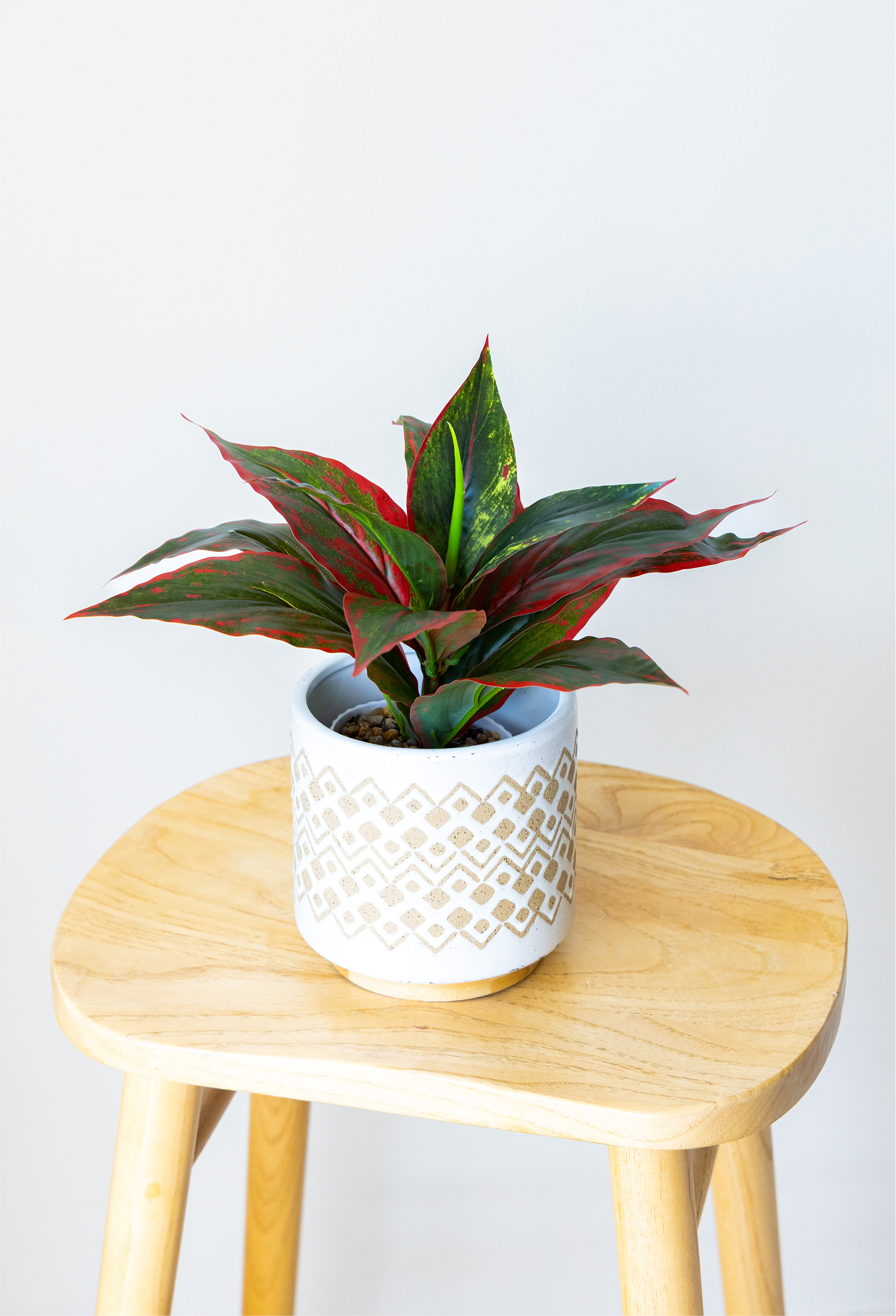 Small Evergreen Plant