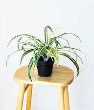 38cm Potted Artificial Spider Plant