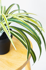 38cm Potted Artificial Spider Plant