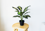55cm Potted Artificial Small Plant